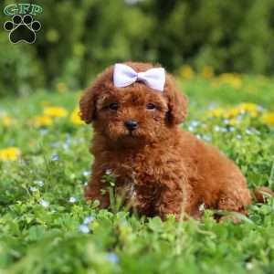 Precious, Cavapoo Puppy